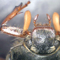 Thumbnail for easi-scope microscope